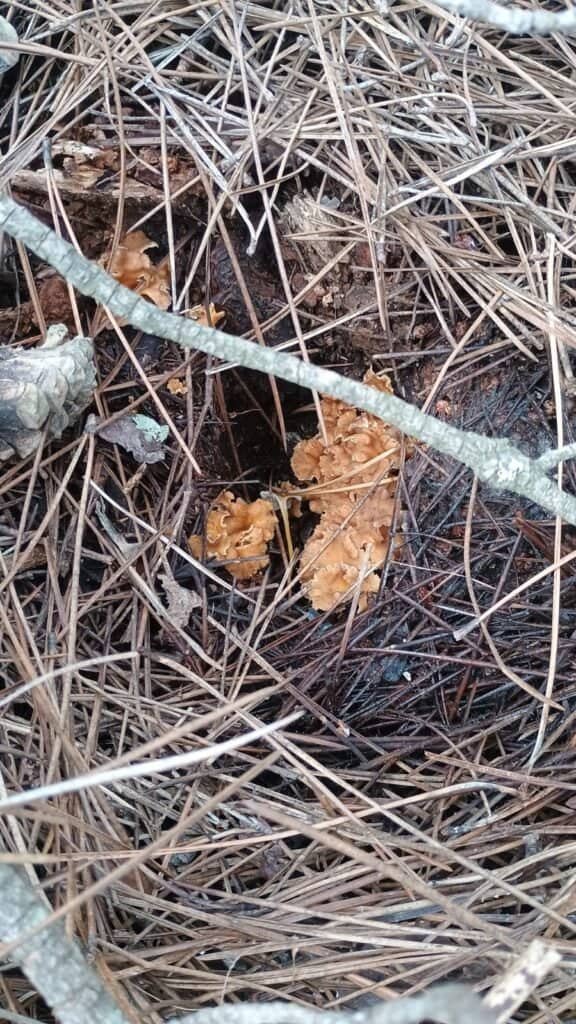 Pinus pinaster invadido por Cratarellus lutescens