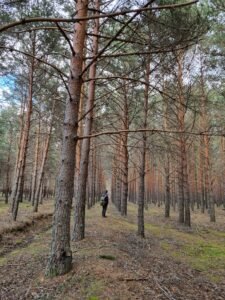 Bosque de pinos con hombre al fondo