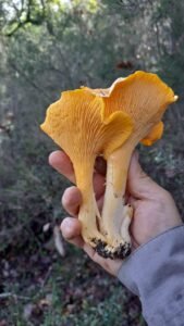 Mano sujetando una pareja de chantarelas recién recolectadas en el sur de España