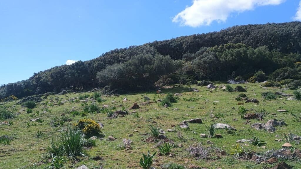 Bosque de Cádiz en invierno