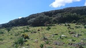 Bosque de Cádiz en invierno