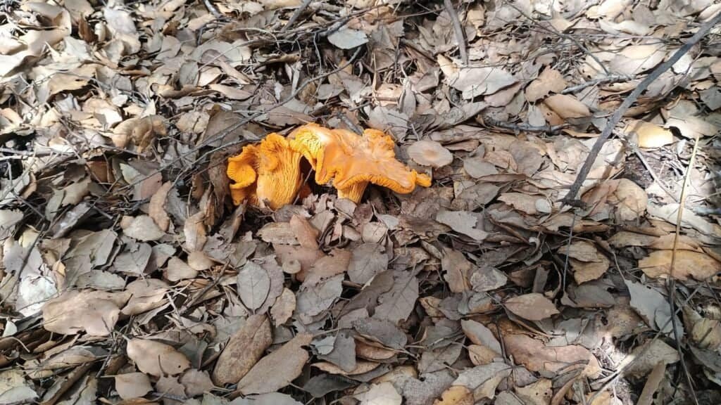 Dos ejemplares de chantarellus subproinosus