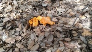Dos ejemplares de chantarellus subproinosus