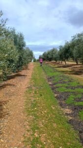 Camino de bosque de olivares con mujer al fondo del paisaje