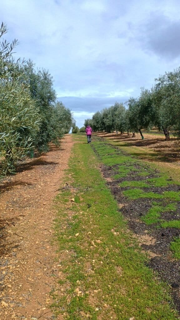 Camino de bosque de olivares con mujer al fondo del paisaje