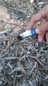 Recolección de una colmenilla en la hojarasca