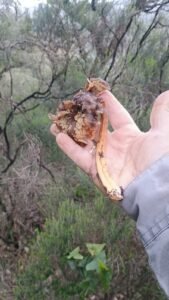 Ejemplar de Cratarelullus tubaeformis sujeto por una mano