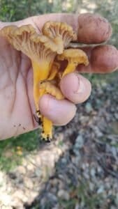 Ejemplar de Cratarelullus tubaeformis lutences sujeto por una mano