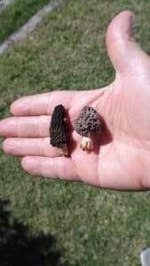 Dos colmenillas en la palmda de una mano