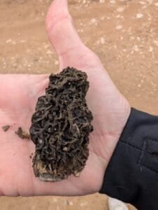 Colmenilla pasada encontrada en la provincia de Málaga