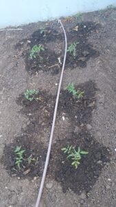 Huerto con producto a base de hongos para proteger las plantaciones