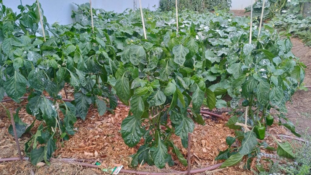 Plantación de pimientos ecológica tras aplicar el hongo trichoderma