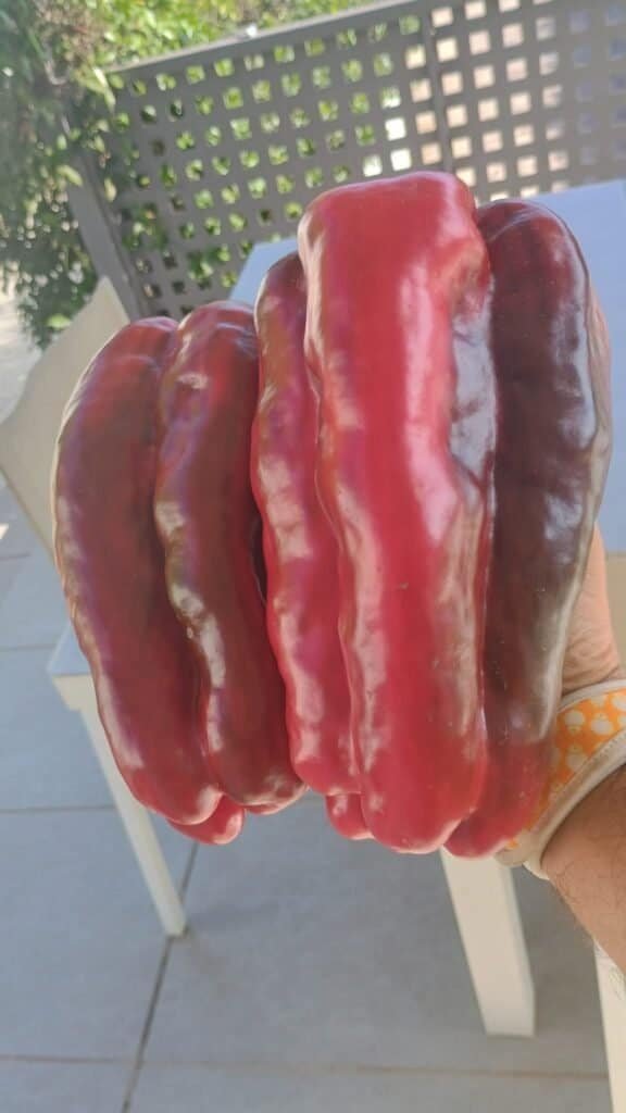 Un par de pimientos rojos grandes cosechados gracias al uso de la trichoderma