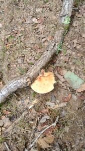 Políporo en hojarasca