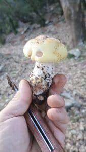 Mano sosteniendo un boletus luridus