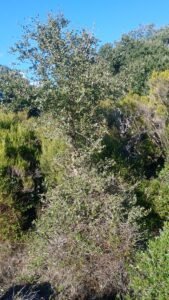 Alcornoque con arbusto