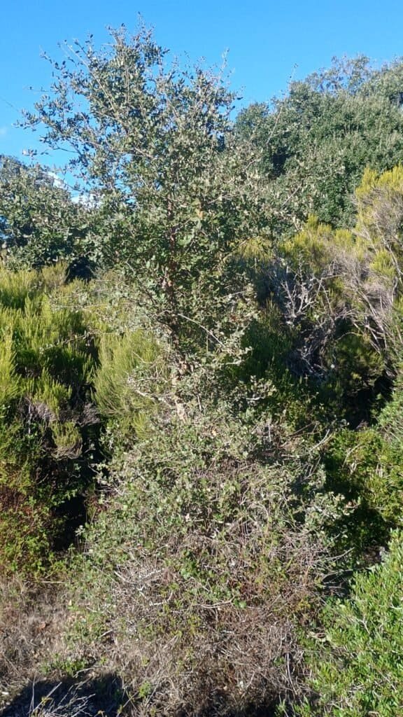 Alcornoque con arbusto