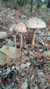 Trio de macrolepiota procera