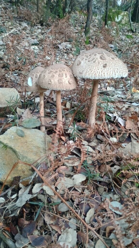 Trio de macrolepiota procera