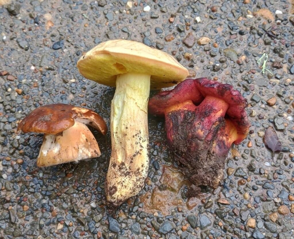 Boletus impolitus, boletus permagnificus y boletus aereus