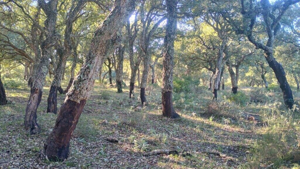 Alcornocal productor de setas termofilas en Cadiz