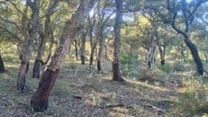 Alcornocal productor de setas termofilas en Cadiz