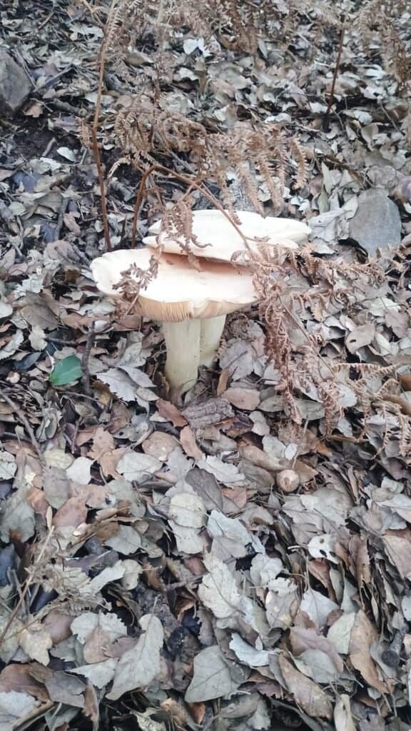 Entoloma sinuatum entre hojarasca