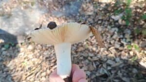 Mano sosteniendo russula amoenicolor