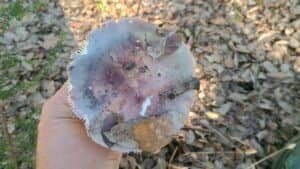 Mano sosteniendo russula amoenicolor