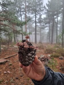 Mano sosteniendo piña con setas de piña