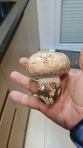 Mano sosteniendo un ejemplar de Agaricus Augustus