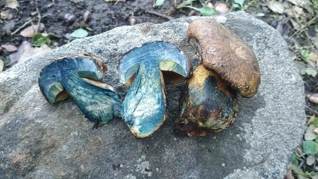 Boletus erythropus azulado cortado longitudinalmente