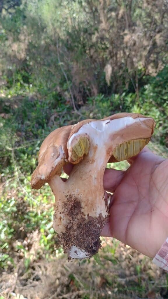 Mano sosteniendo un ejemplar de Boletus aereus