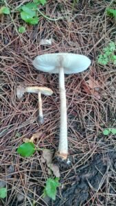 Ejemplares de micro y macro lepiotas en el campo