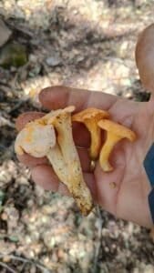 Mano sosteniendo un ejemplar de Cantharellus cibarius y Cantharellus subpruinosus