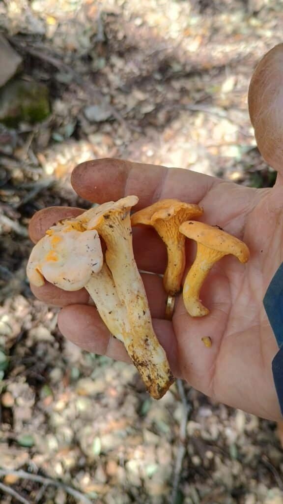 Mano sosteniendo un ejemplar de Cantharellus cibarius y Cantharellus subpruinosus