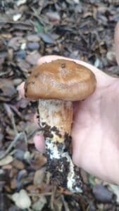 Mano sosteniendo un ejemplar de Hygrophorus persoonii