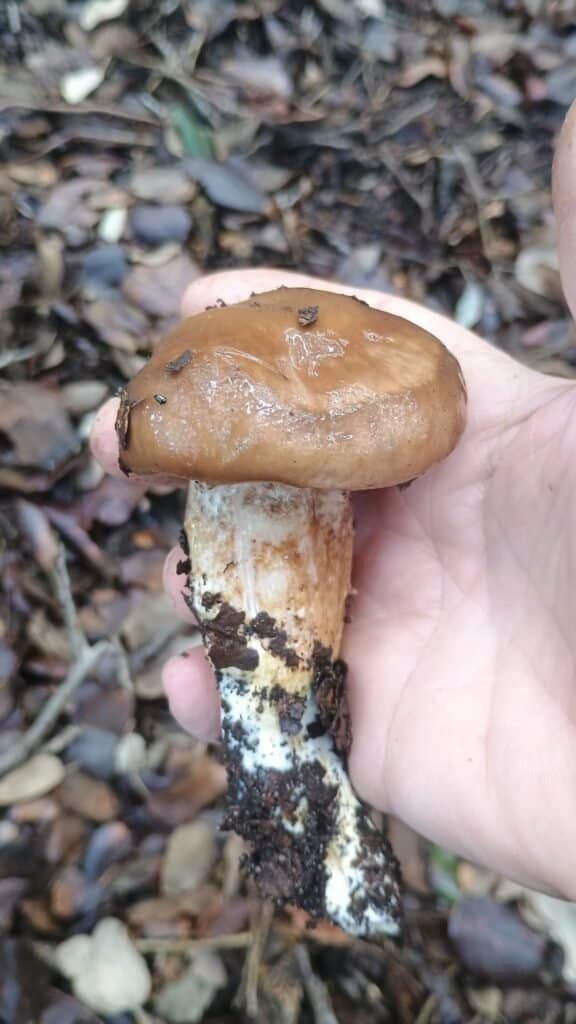 Mano sosteniendo un ejemplar de Hygrophorus persoonii