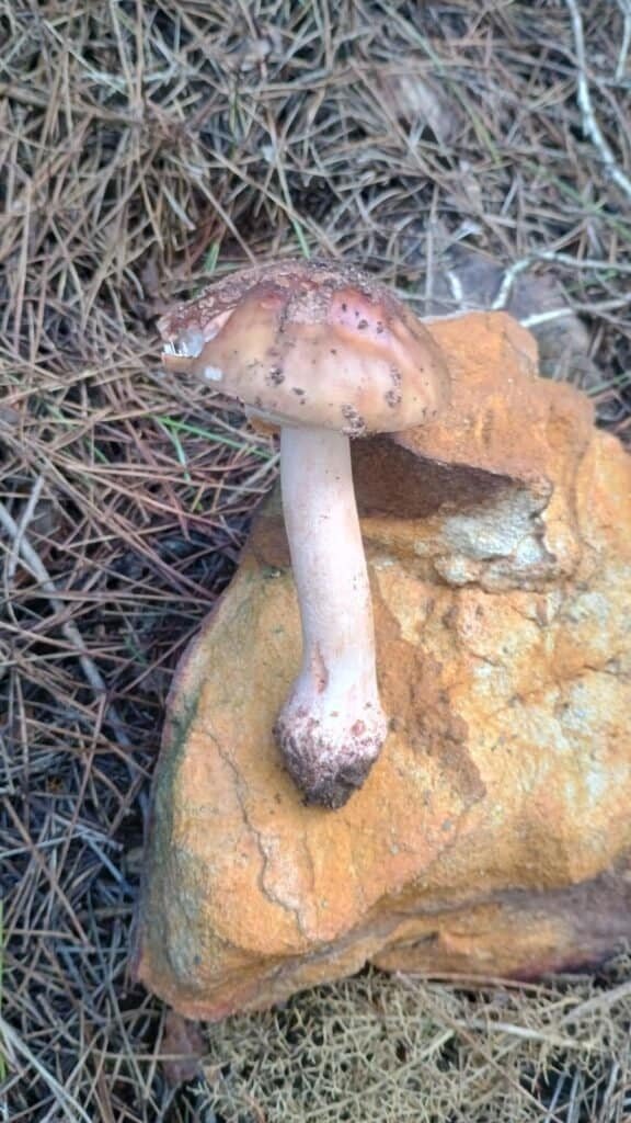 Ejemplar de amanira rubescens sobre una roca
