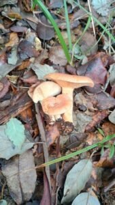 Ramillete de falsos níscalos sobre la hojarasca