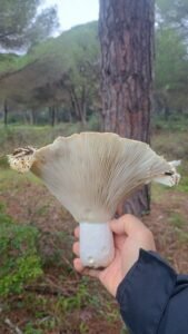 Mano sujetando un ejemplar de russula chloroide de gran tamaño
