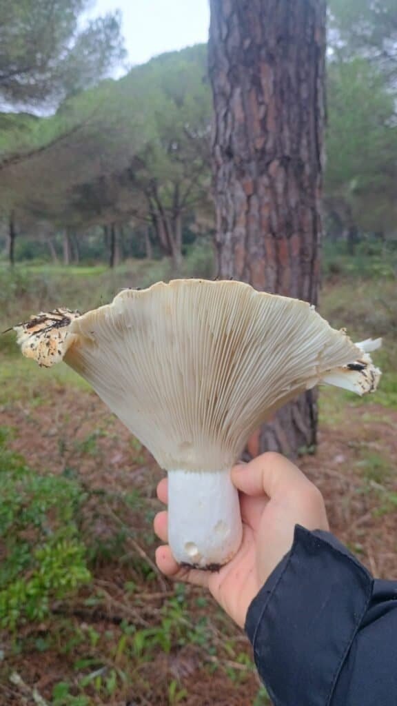 Mano sujetando un ejemplar de russula chloroide de gran tamaño